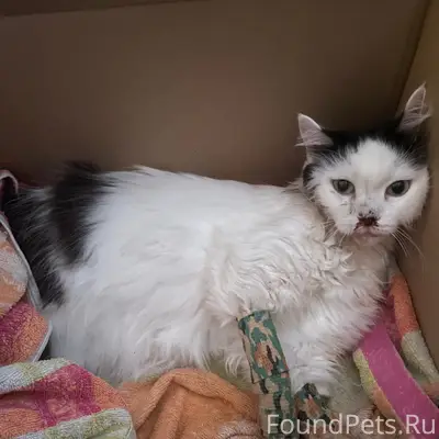 Найдена кошка с травмами, г. Асбест