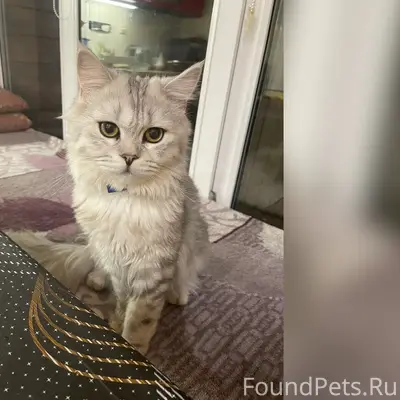 Пропал котик Чипа, район старой бани в госстрое