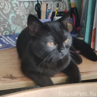 Найден котёнок, ул. Кирова