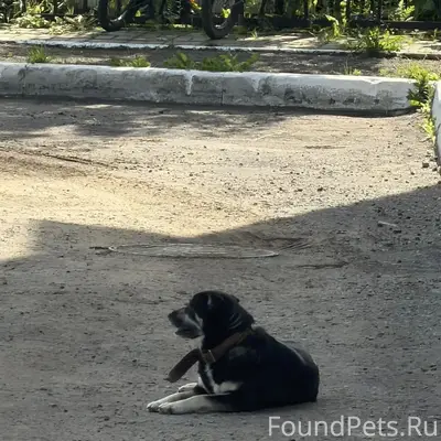 Найден пёс с ошейником, село Сновицы