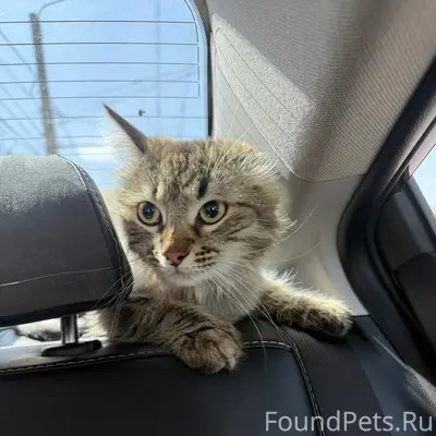 Пропал домашний кот, около улицы Гагарина 8