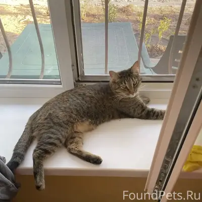 Пропала кошка Кэсси, пгт Заозерное