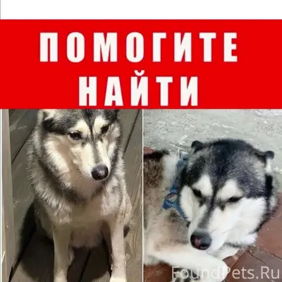 Пропал метис лайка или хаски Мигель, Чапаевск