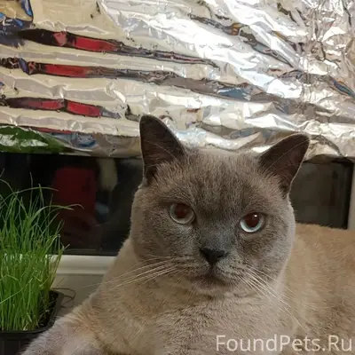 Пропал домашний кот, район ул. Гагарина и пер. Зеленый