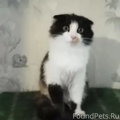 Найдена трёхцветная кошка, Саранск