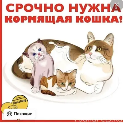 Найдены котята в лесу