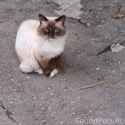 Найден сиамский кот или кошка, ул. Рябиновая
