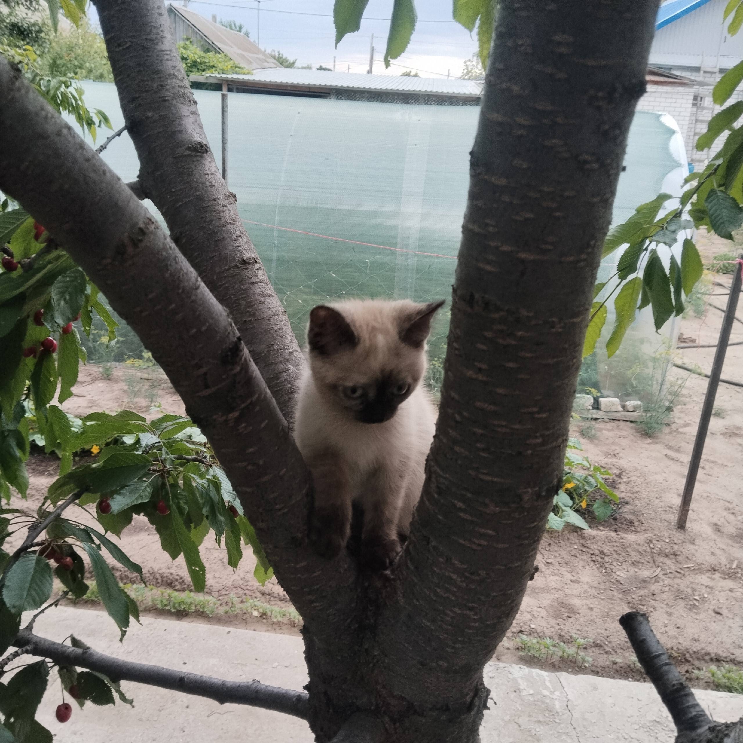 Пропал котёнок Филя, район Шанхая