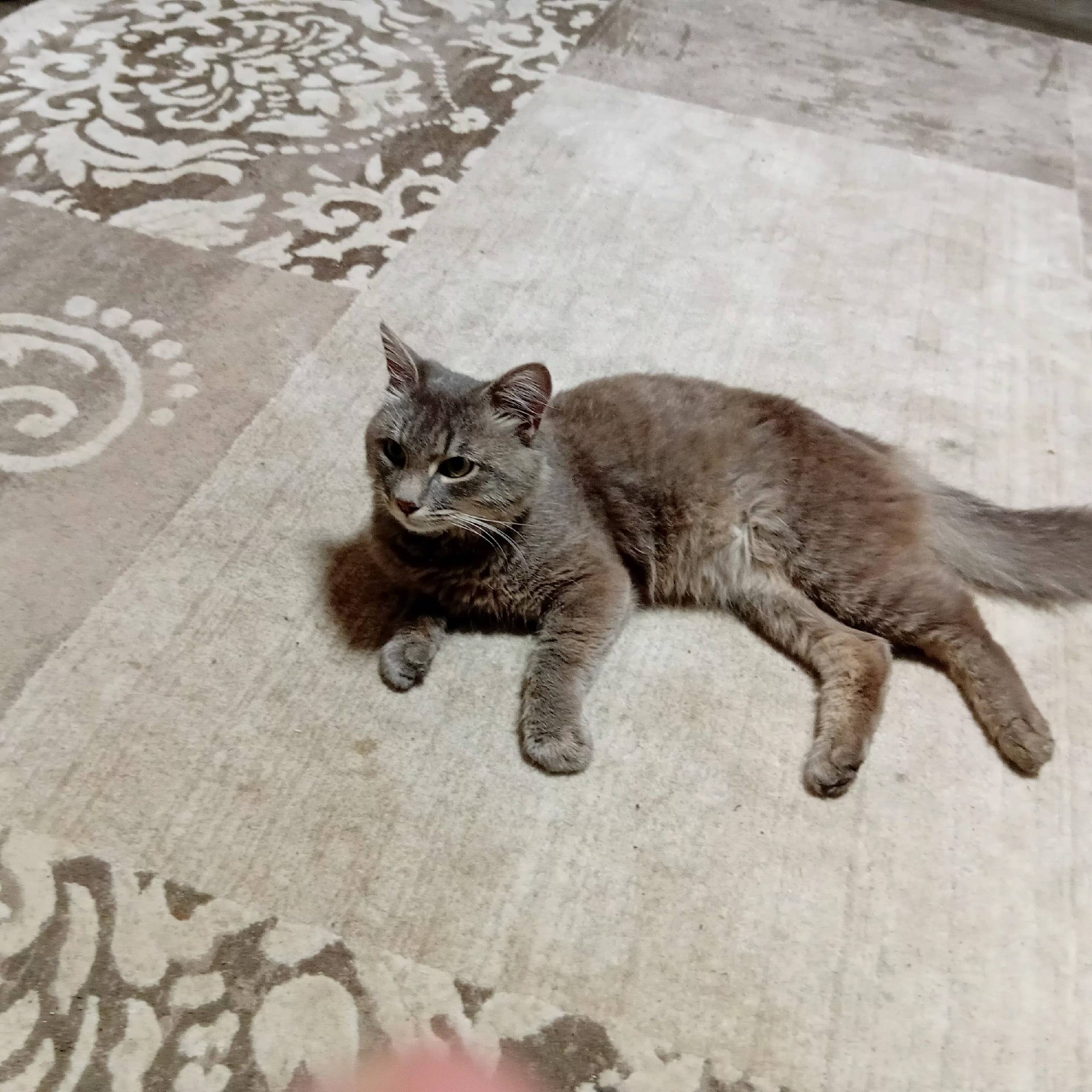Найден кот, Вагонка