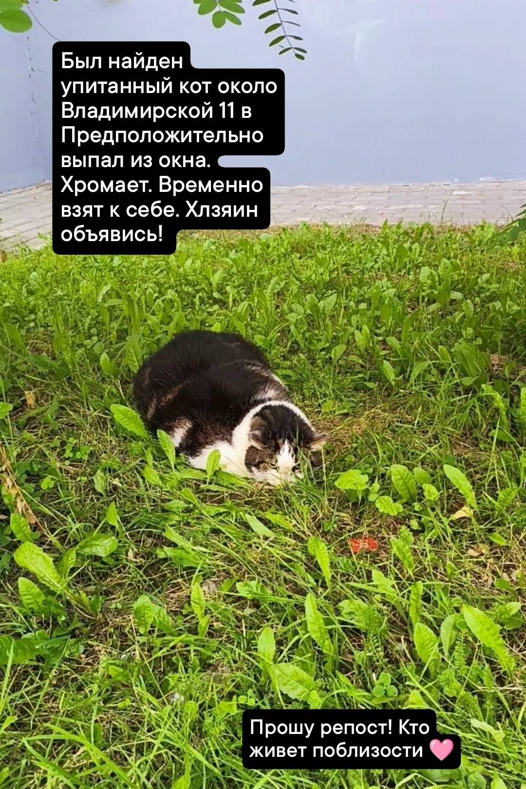 Найден кот