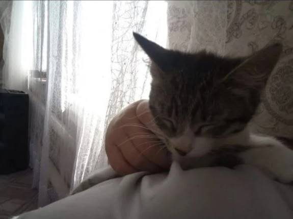 Пропал котёнок Тима, улица Робочая