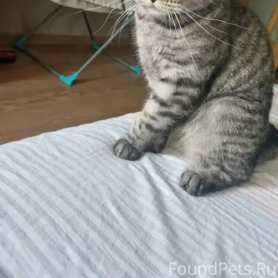 Пропал кот Кузя, улица Будённого