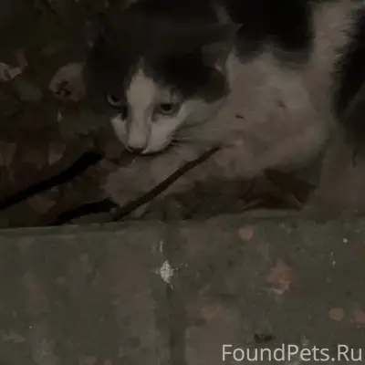 Найден кот, Пролетарский район