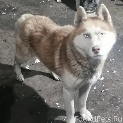 Пропал хаски Марсик, г. Полысаево