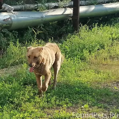 Найден пёс в брезентовом ошейнике, плотина