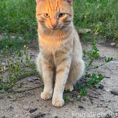 Найден кот, деревня Луговая