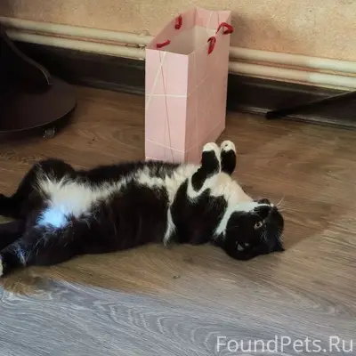Пропал кот, район сельхозтехники