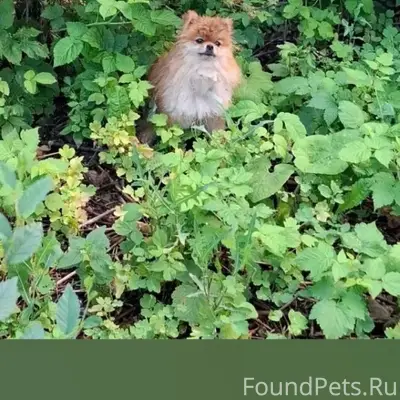 Пропал шпиц Томас, центр