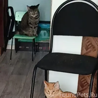 Пропал кот, район загубашки