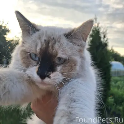 Найдена кошка, район ул. Квартальной