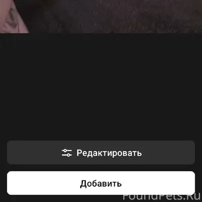 Пропала чихуахуа, Каяс