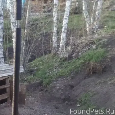 Пропал дворовый пес Чарлик, Бочкаревка