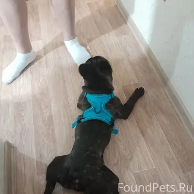 Найден французский бульдог, Екатеринбург, Уралмаш