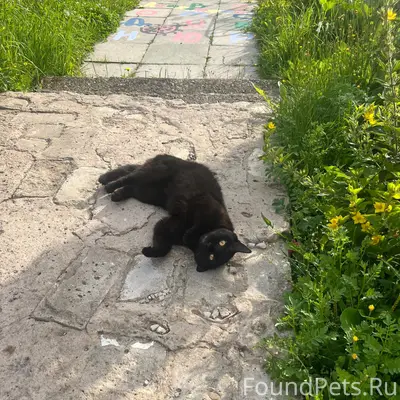 Найден кот, хромает, ул. Карла-Маркса