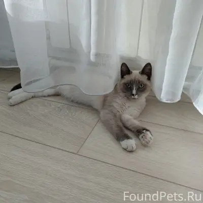 Пропал сиамский котёнок Марс, Курган