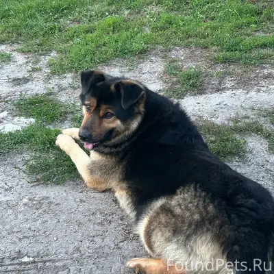 Найден пёс, с. Малое Пичаево