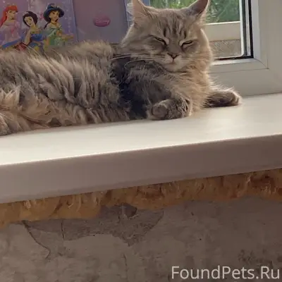 Пропала кошка Софа, район зелёного рынка