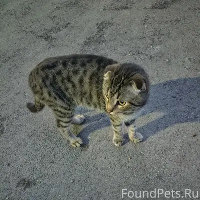 Пропал вислоухий котик, Ленинский район