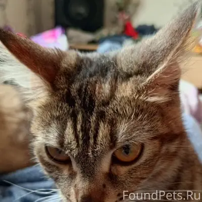 Пропала кошка Фуня, площадь Ленина