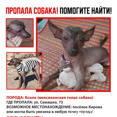 Пропала собака