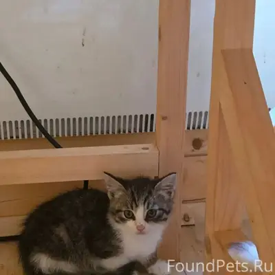 Найдены котята, на даче
