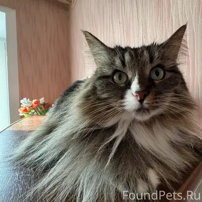Пропала кошка Муська, ул. Диктора Левитана
