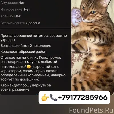 Пропал кот