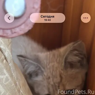 Найден котёнок, добрая семья