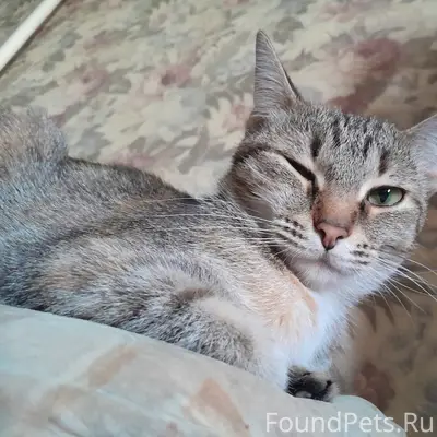 Пропала кошка Мия, район Победы 39