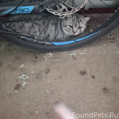 Найдена шотландская кошка, Горького, 131