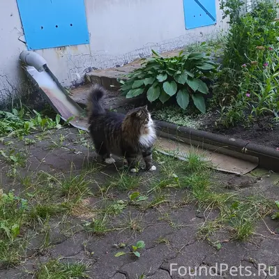 Пропал домашний кот Кузя, 60 лет Рассказово
