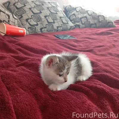 Найдена кошка с котятами, с. Сумбулово