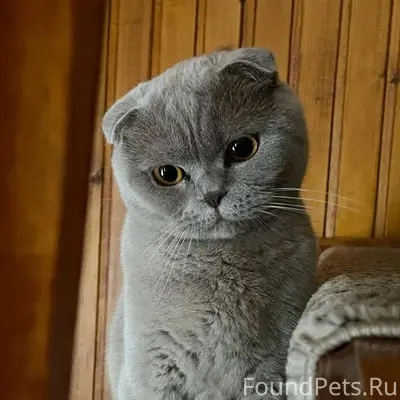 Найден британский кот, улица Дружба