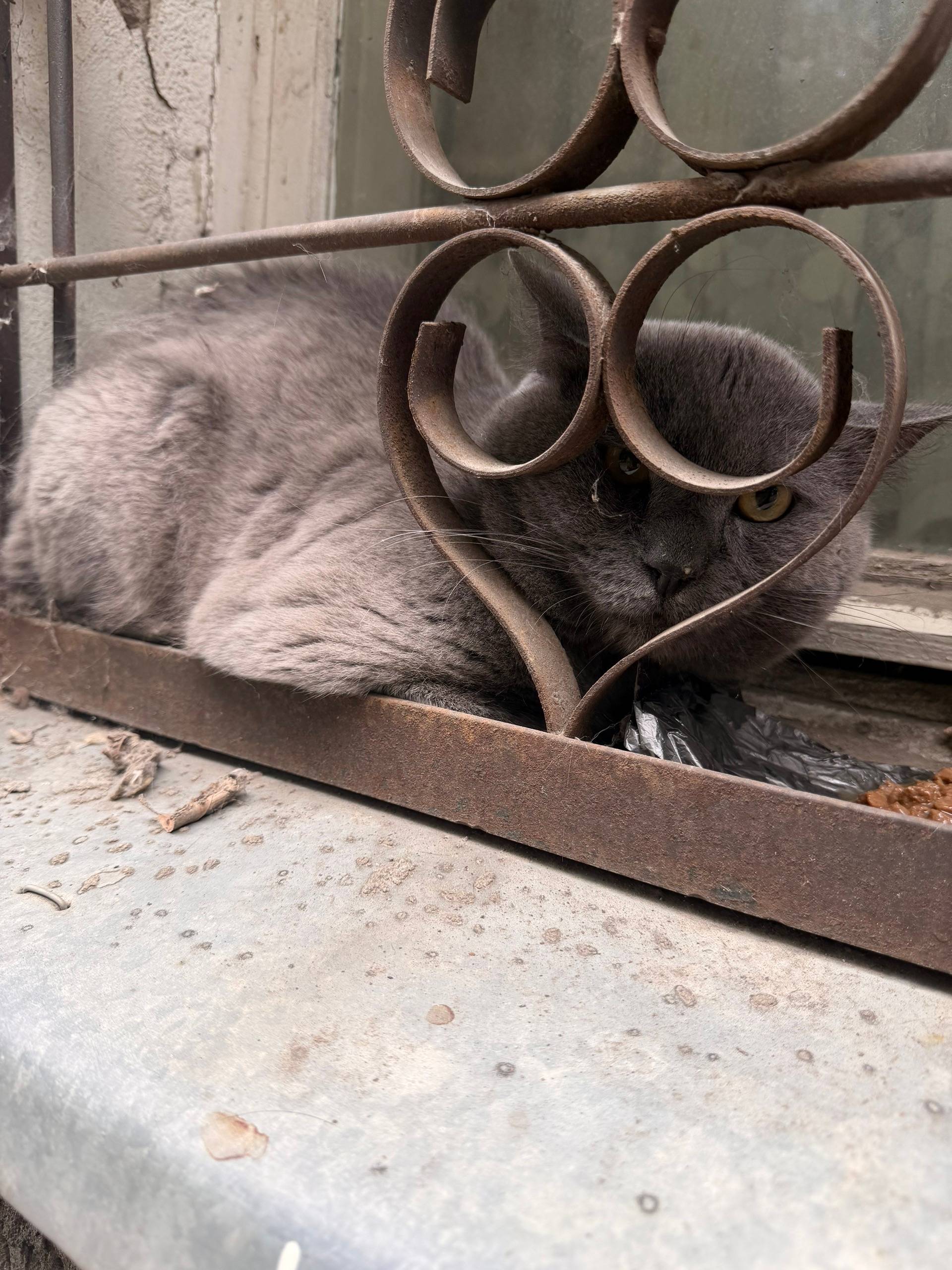Найден кот, проспект труда 14