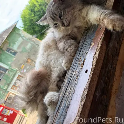 Пропал кот, переулок Суворова
