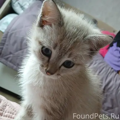 Пропал котёнок Митя, Прямая