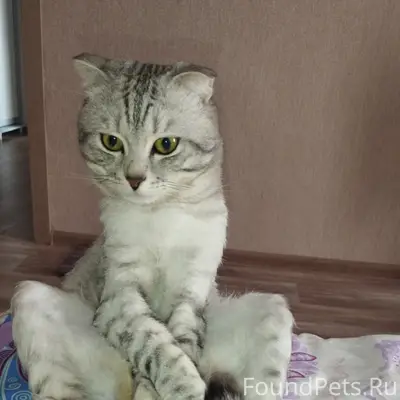 Пропал кот, район Северный