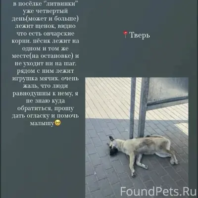 Найден пес, Литвинки