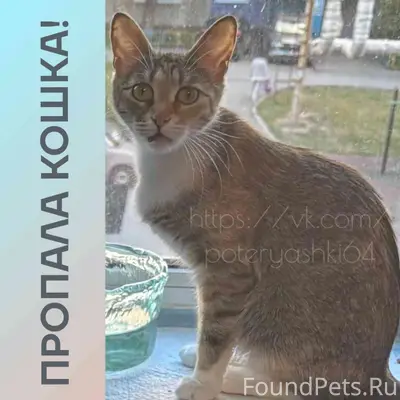 Пропала кошка Малинка, Заводской район Саратова