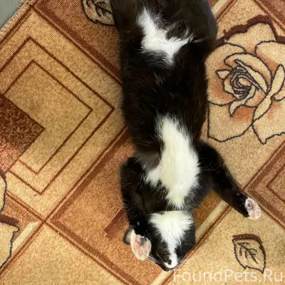 Пропал котёнок, чёрный с белыми лапками